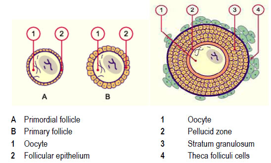 Primordial follicle  From Primordial Follicle to Tertiary Follicle